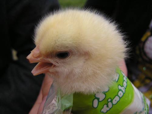 10days' chick after beak cutting by automatic debeaking machine electric