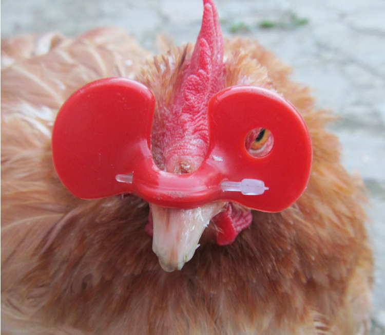 Anti-pecking Chicken briller, Chicken briller, mønster med hul
